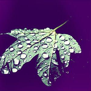 leaf with rain drops